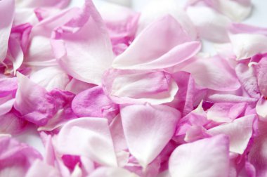 çok güzel pembe gül yaprakları arka plan, set, yakın plan