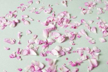 çok güzel pembe gül yaprakları arka plan, set, yakın plan