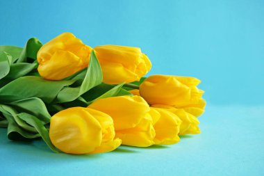 Mavi arka planda güzel laleler.