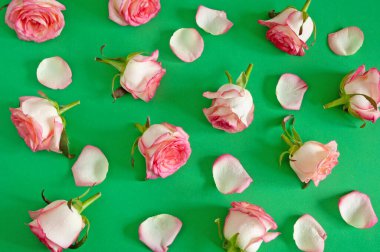 Yeşil arka planda güzel pembe güller, set