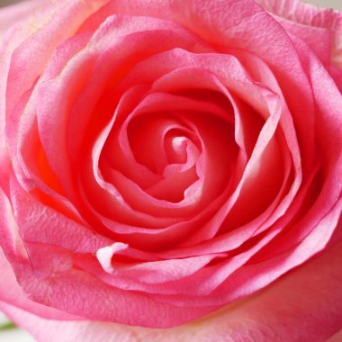 Güzel pembe gül makro arka plan, yakın plan