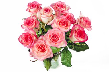 Güzel pembe güller beyaz arkaplanda izole edilmiş, yakın plan