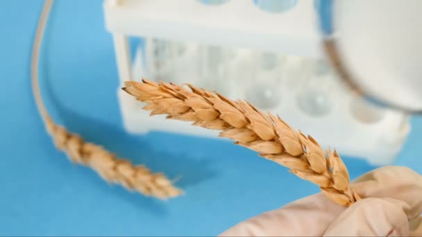 New Harvest Ears Wheat Quality Control Magnifying Glass Closeup — Stock Video