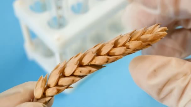 New Harvest Ears Wheat Quality Control Magnifying Glass Closeup — Stock Video