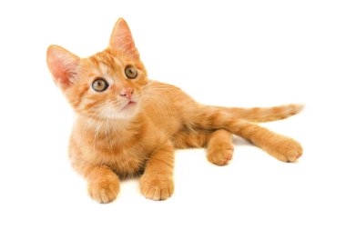 Beyaz arka planda oynayan sevimli kızıl kedi, yakın plan.