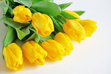 Beyaz arka planda laleler.