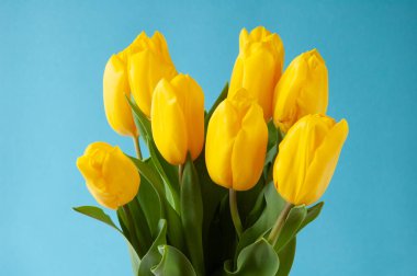 Beyaz arka planda laleler.