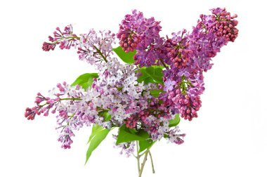 Beyaz arka planda yalıtılmış güzel leylak çiçekleri.