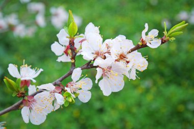 Baharda çiçek açan güzel ağaç sakura mavi gökyüzü arka planında, yakın plan