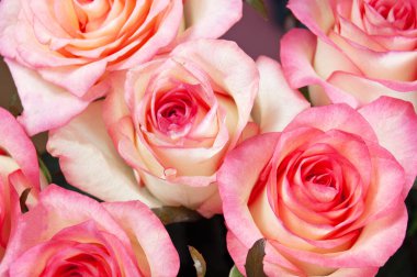 Güzel pembe gül demeti arka plan, yakın plan, makro