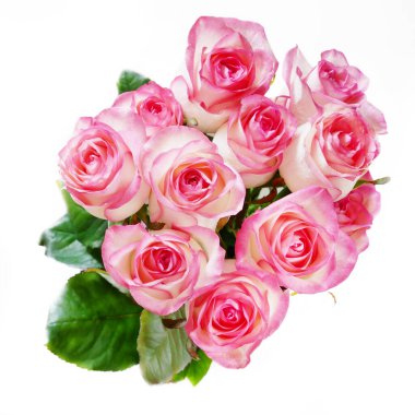 Beyaz arka planda güzel pembe güller, yakın plan