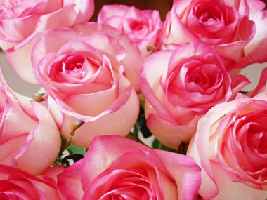 Güzel pembe gül demeti arka plan, yakın plan, makro