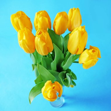 Mavi arka planda güzel laleler, yakın plan.