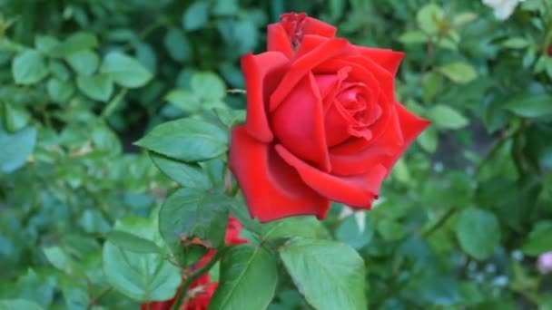 Όμορφο Κόκκινο Τριαντάφυλλο Στον Κήπο Fardening Έννοια Closeup — Αρχείο Βίντεο