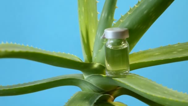 Planta Aloe Vera Medicina Herbal Para Tratamiento Piel Uso Spa — Vídeo de stock