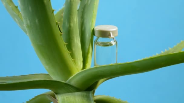 Aloe Vera Növény Gyógynövény Bőr Kezelésére Használja Spa Bőrápolás Palackban — Stock videók