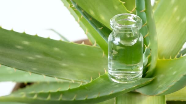 Aloe Vera Planta Fitoterapia Para Tratamento Pele Uso Spa Para — Vídeo de Stock