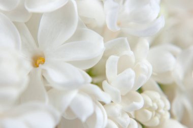 Güzel beyaz leylak çiçekleri arka plan, yakın plan, makro