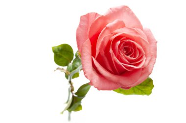 Beyaz arkaplanda güzel pembe bir gül, yakın plan