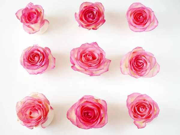 Belas Rosas Rosa Fundo Branco Conjunto Close — Fotografia de Stock