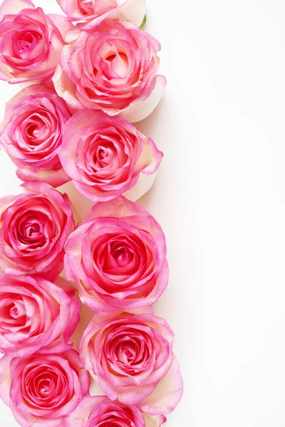 Belas Rosas Rosa Fundo Branco Conjunto Close — Fotografia de Stock