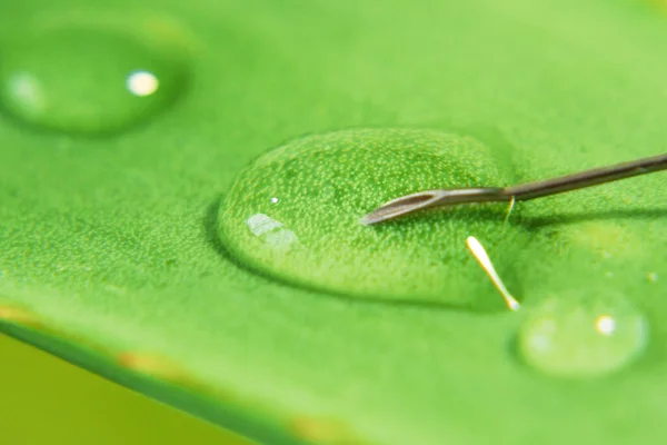 Pianta Siringa Aloe Vera Utilizzando Pianta Aloe Vera Produzione Medicinali — Foto Stock