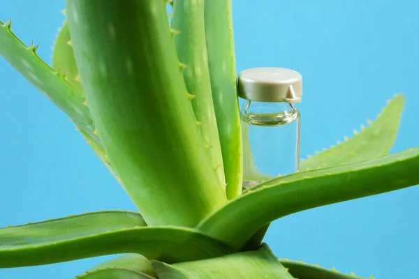アロエベラ植物 皮膚治療のための漢方薬やボトルのスキンケアのためのスパで使用します 自然の中でハーブ クローズアップ — ストック写真
