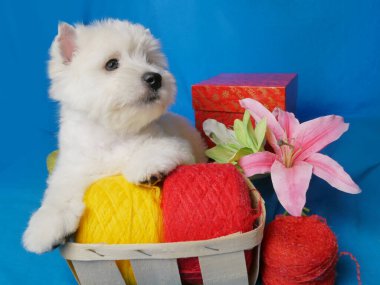 Beyaz Batı İskoçya teriyeri köpek yavrusu sepette kırmızı ve sarı iplik yumakları hediye kutusu ve mavi arka planda çiçekler, yakın plan