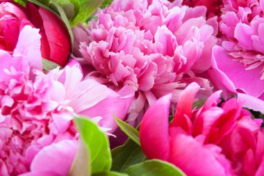 Güzel kırmızı topaklı pembe şakayık demeti beyaz arka planda izole edilmiş, yakın plan.