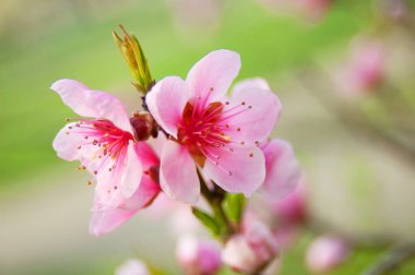 Baharda mavi gökyüzü arka planında çiçek açan güzel ağaç sakura.