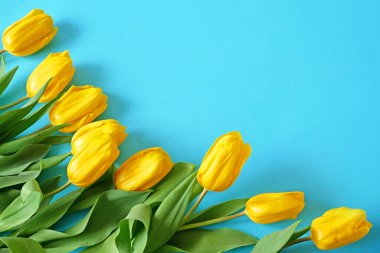Mavi arka planda güzel sarı laleler, yakın plan.