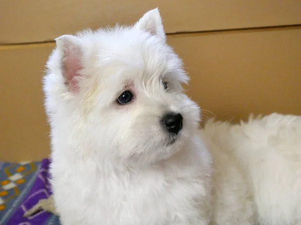 Divertente Bianco West Highland Terrier Cani Cucciolo Siedono Nella Loro — Foto Stock