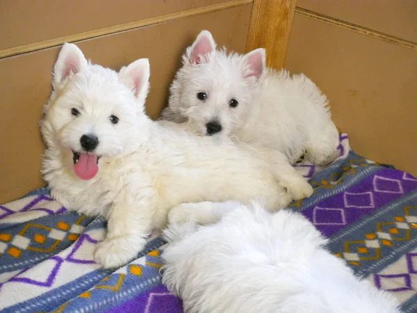 funny white west highland terrier dogs puppy sit in their aviary or box for little dog indoor, dog breeding business concept, closeup