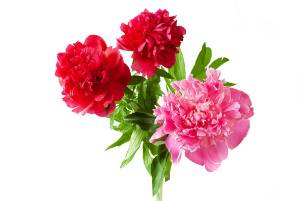 Beautiful Red Nad Pink Peony Bunch Isolated White Background Closeup — Stock Photo, Image