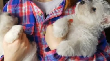Beyaz Batı İskoçya teriyeri köpek yavrusu sahibinin elinde, köpek yetiştiriciliği konsepti.