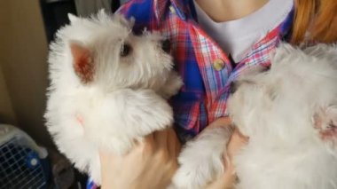 Beyaz Batı İskoçya teriyeri köpek yavrusu sahibinin elinde, köpek yetiştiriciliği konsepti.