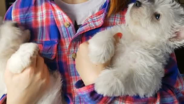 Engraçado Branco Oeste Highland Terrier Cães Cachorrinho Senta Mão Proprietário — Vídeo de Stock