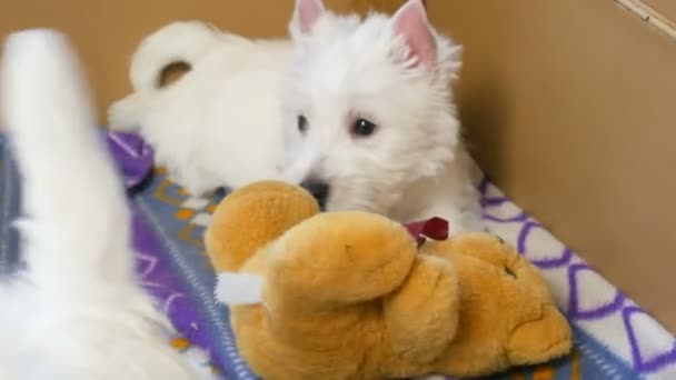 Lustige Weiße West Highland Terrier Hunde Welpen Sitzen Ihrer Voliere — Stockvideo