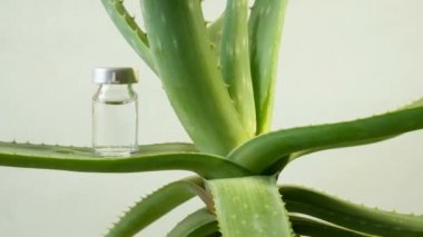 Aloe Vera bitkisi, cilt tedavisi için bitkisel ilaç ve kaplıcada şişe içinde cilt bakımı. Doğadaki bitki, yakın plan.