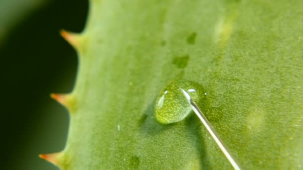 Roślina Strzykawka Aloe Vera Przy Użyciu Rośliny Aloesu Produkcji Leków — Wideo stockowe