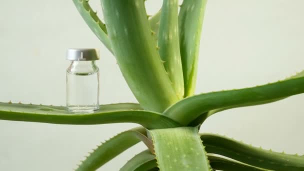 Aloe Vera Pflanze Pflanzliche Medizin Zur Hautbehandlung Und Anwendung Wellnessbereich — Stockvideo