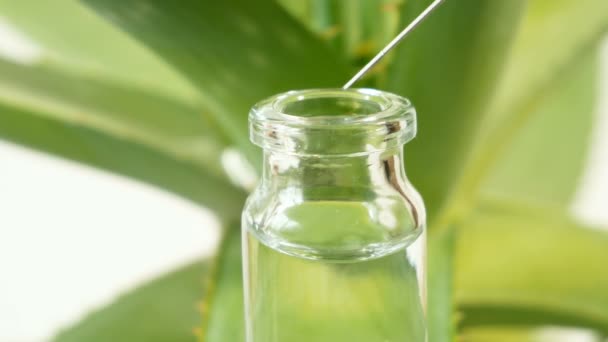 Aloe Vera Plant Herbal Medicine Skin Treatment Use Spa Skin — Stock Video