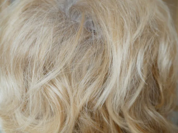 Blond Włosy Zbliżenie Tło Kobieta Włosy Tekstury Makro — Zdjęcie stockowe