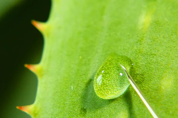 Aloe Vera Plant Syringe Using Aloe Vera Plant Production Medicines — Stock Photo, Image