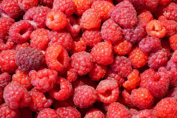 Heap Fresh Tasty Raspberry Textured Background Top View Closeup — Stock Photo, Image