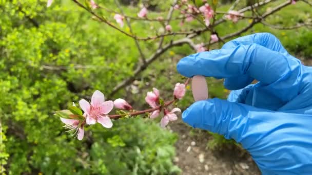 Hand Holding Pill Fighting Spring Allergies Tree Blossom Background Treatment — Stok Video