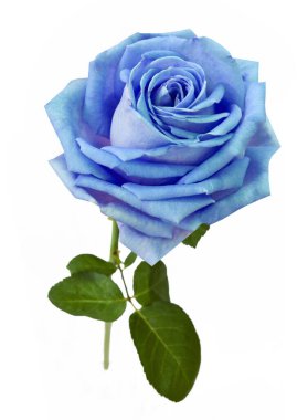 Beyaz arkaplanda güzel mavi bir gül, yakın plan