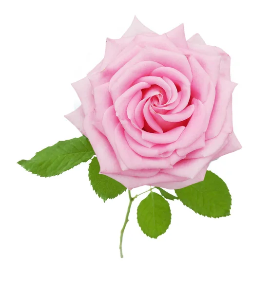 Schöne Rosa Rose Auf Weißem Hintergrund Nahaufnahme — Stockfoto