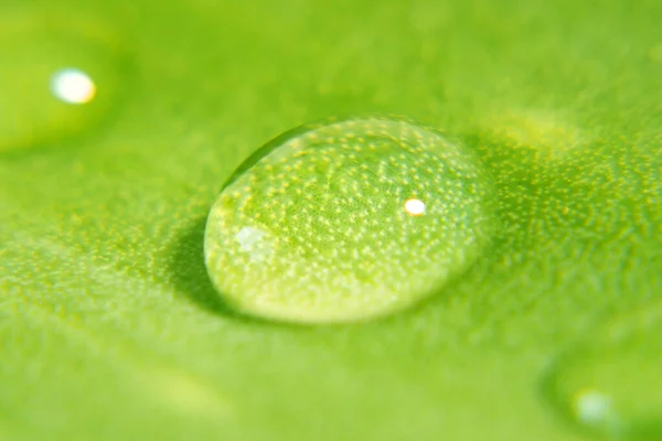 Grandi Gocce Acqua Sulla Foglia Pianta Aloe Vera Fitoterapia Trattamento — Foto Stock