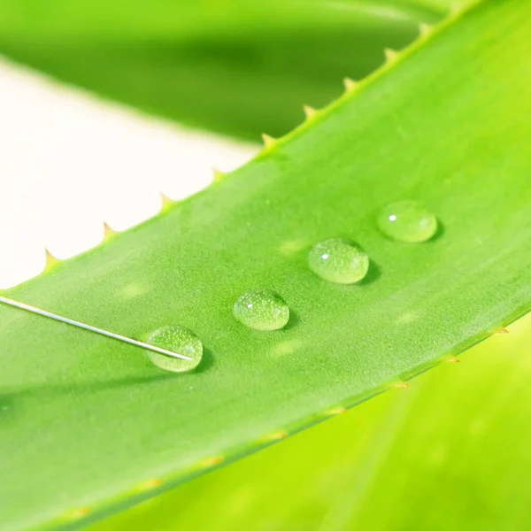 Pianta Siringa Aloe Vera Utilizzando Pianta Aloe Vera Produzione Medicinali — Foto Stock